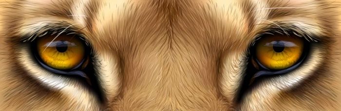New research strengthens understanding of how animals see, and in what  colors | Plants And Animals