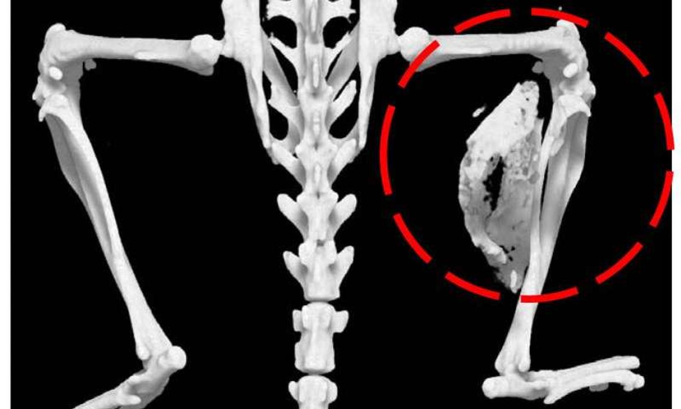 FOP in a mouse model: abnormal bone growth is circled