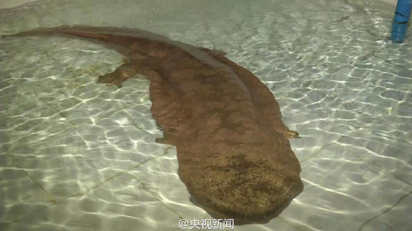 A giant Chinese salamander found in a Chinese cave.