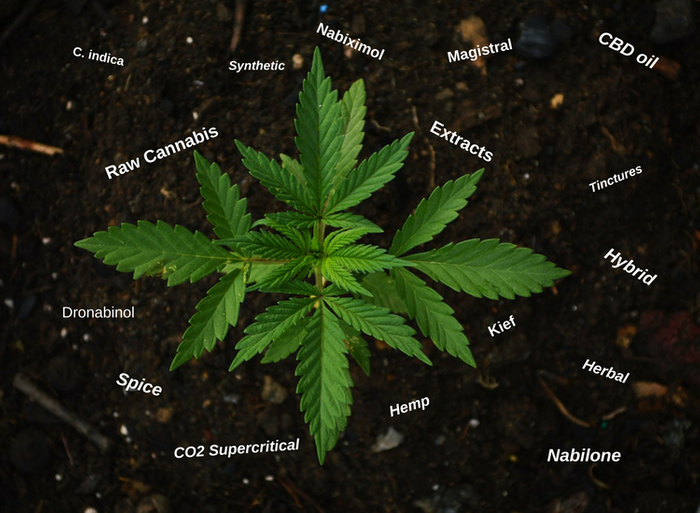 Medicinal Cannabis: Commonly Used Terms Part II | Cannabis Sciences