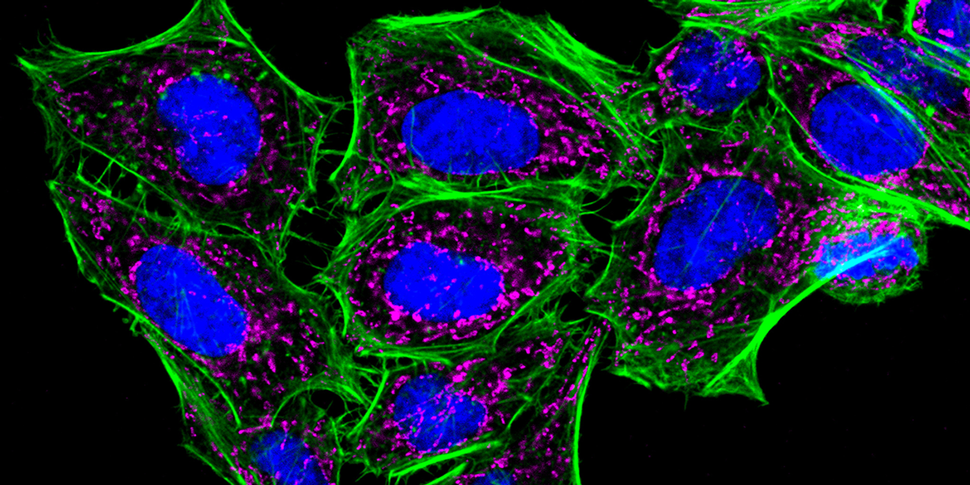 Choosing Fluorescent Reagents for Every Live Cell Application