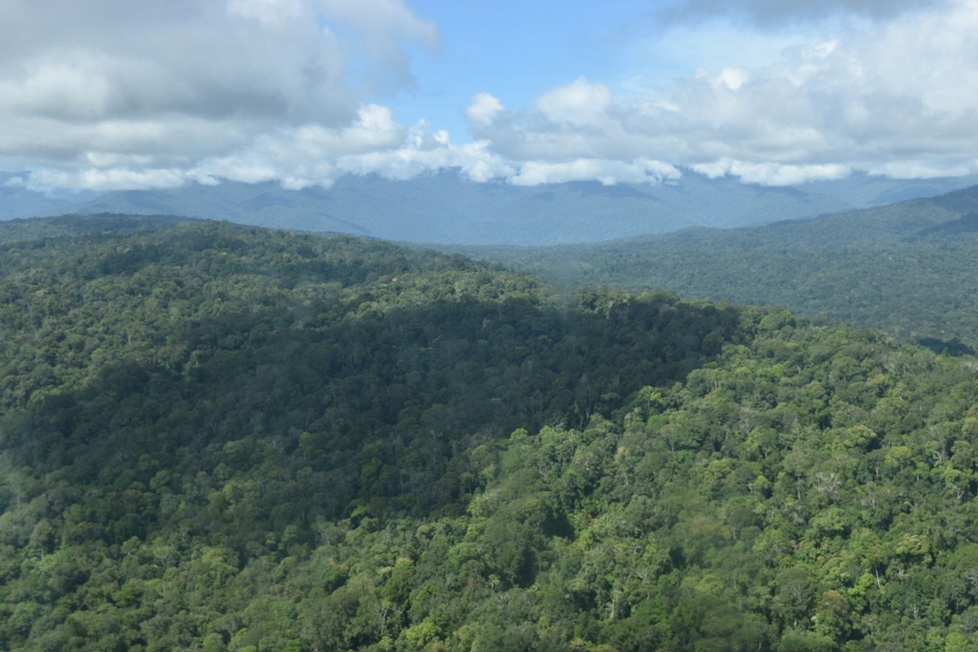 Primary forests are now protected in the Managalas Plateau. Photo: Rainforest Foundation Norway