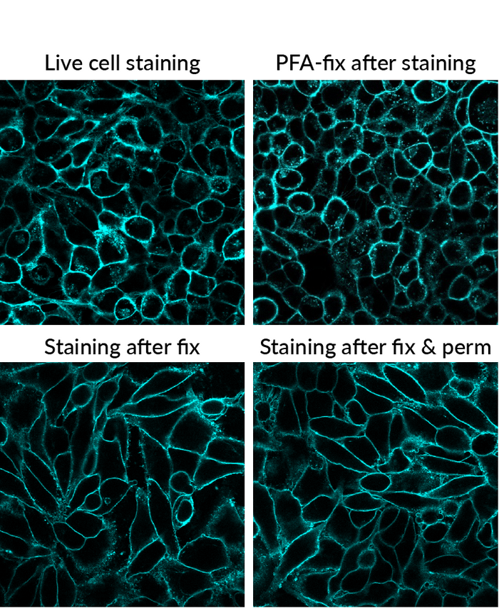 Five Questions To Help You Select The Best Cellular Stain Clinical