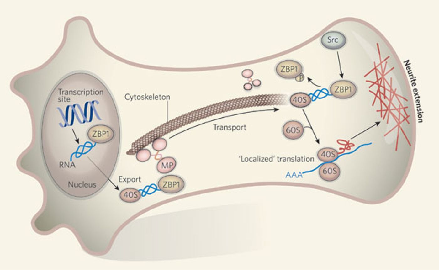 ZBP1 associates with the mRNA in the nucleus and is exported to the cytoplasm