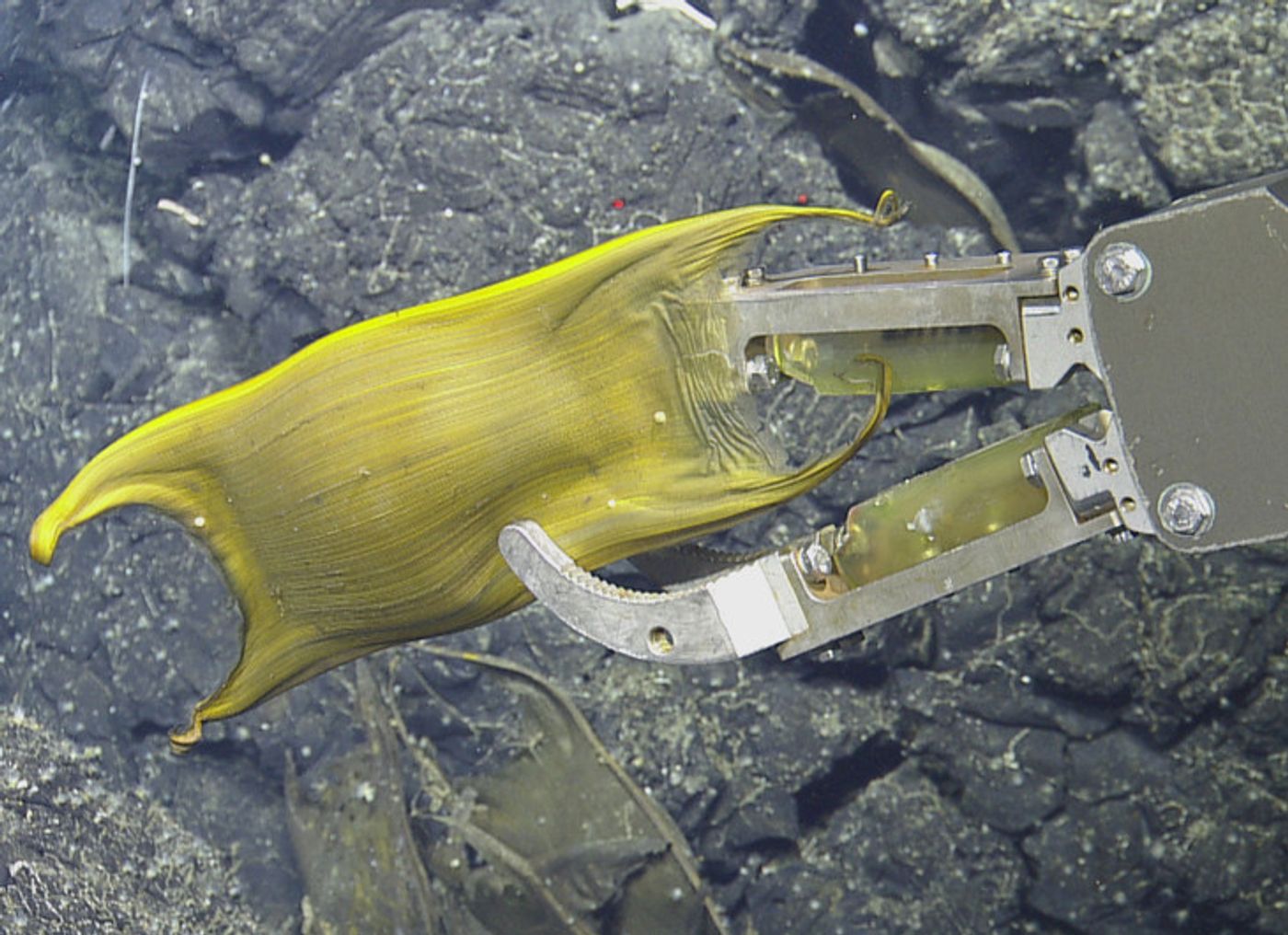 One of the egg cases collected as a sample by the ROV.