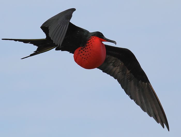 Frigatebirds are among the many types of birds that might sleep while flying.