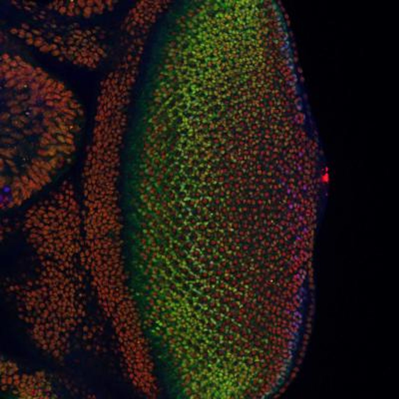 The fruit fly's eye is an intricate pattern of many different specialized cells