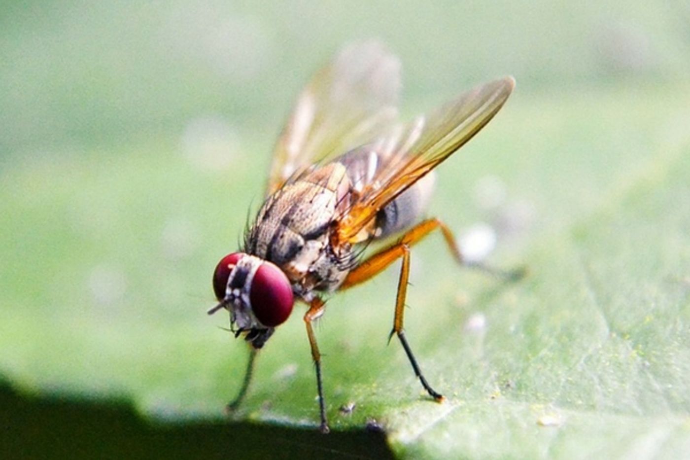 To detect new odors, fruit fly brains improve on a well-known computer  algorithm - Salk Institute for Biological Studies