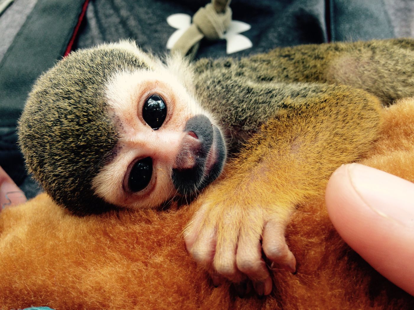 A close up of the Spider monkey, Robbie, only two weeks old here