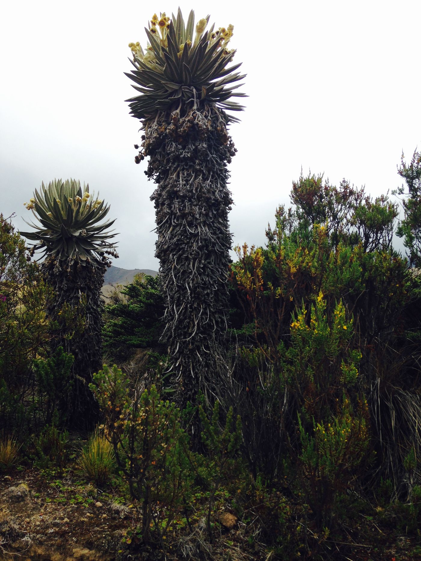 Frailejones overlooking a laguna in Colombia's Parque Nacional Natural de Los Nevados