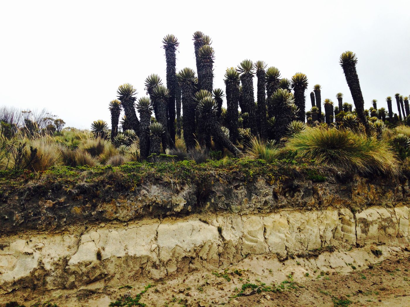 Frailejones in Colombia's Parque Nacional Natural de Los Nevados