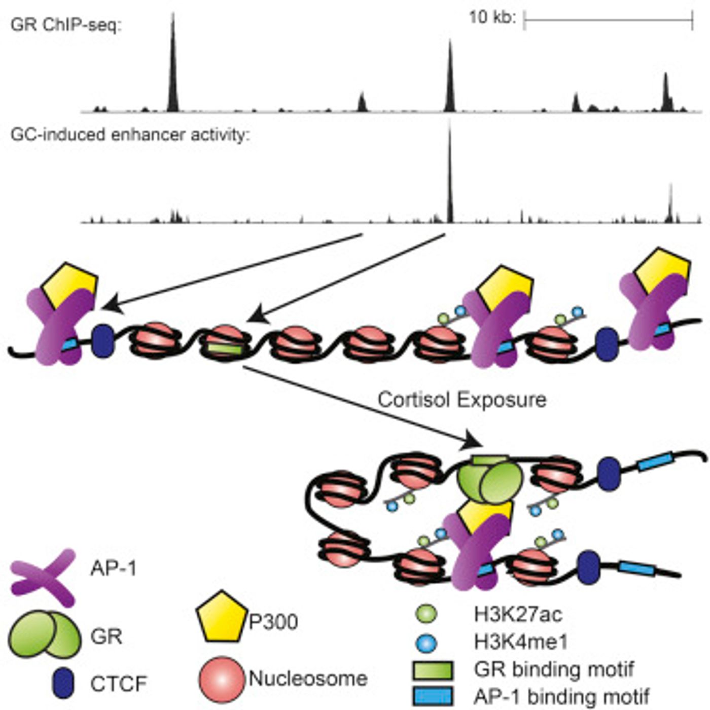 Direct glucocorticoid (GC) receptor binding sites (GBSs) encode GC-induced enhancers. Non-GC-induced GBSs cluster around and interact with direct GBSs. These interactions amplify the activity of directly bound GC-inducible enhancers /Credit: Cell Vockley et al