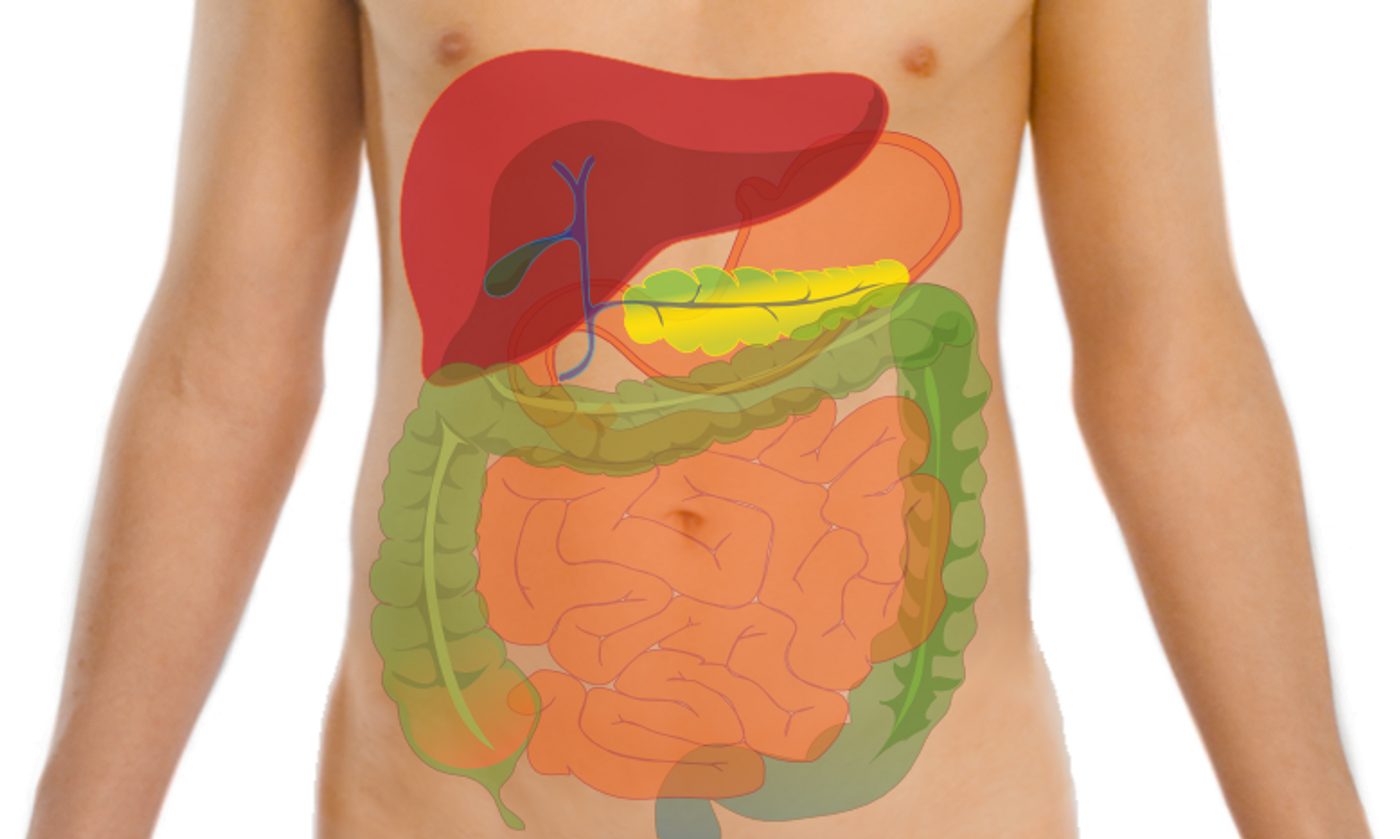 Complete GI tract / Credit: Wikimedia/Mikael Häggström