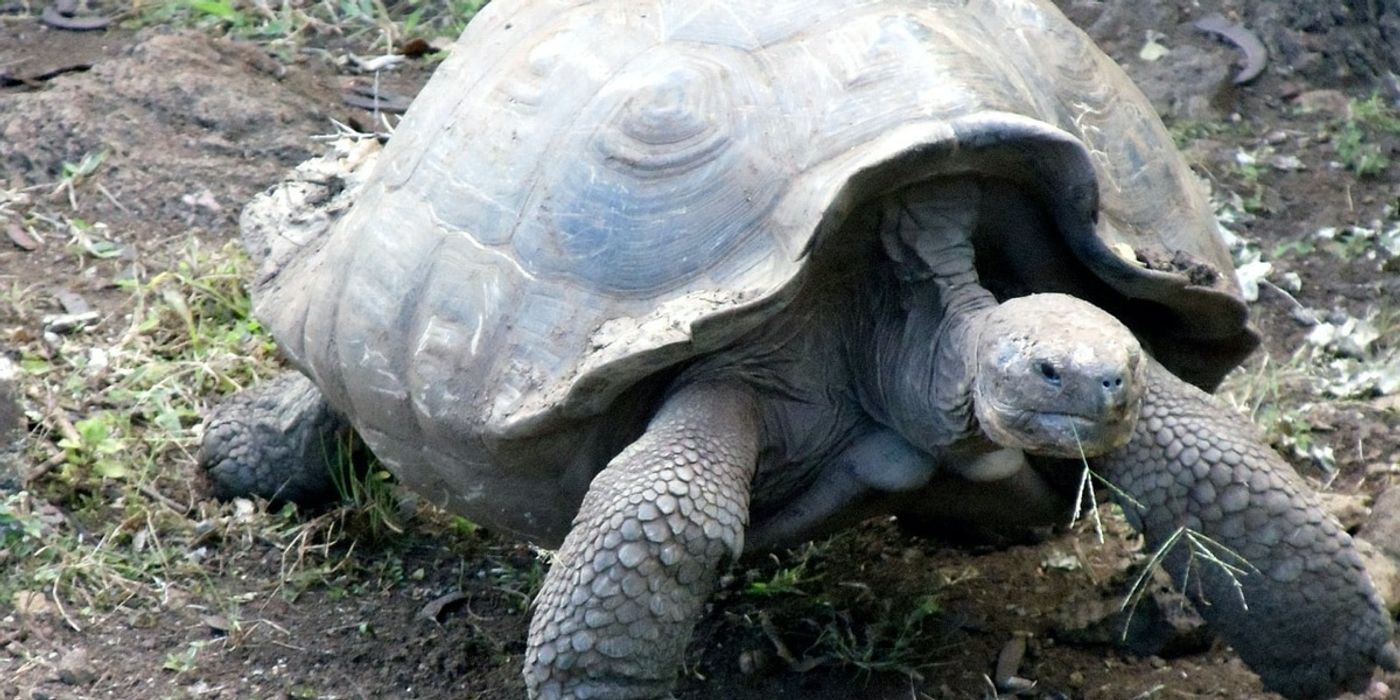 A Galapagos giant tortoise.