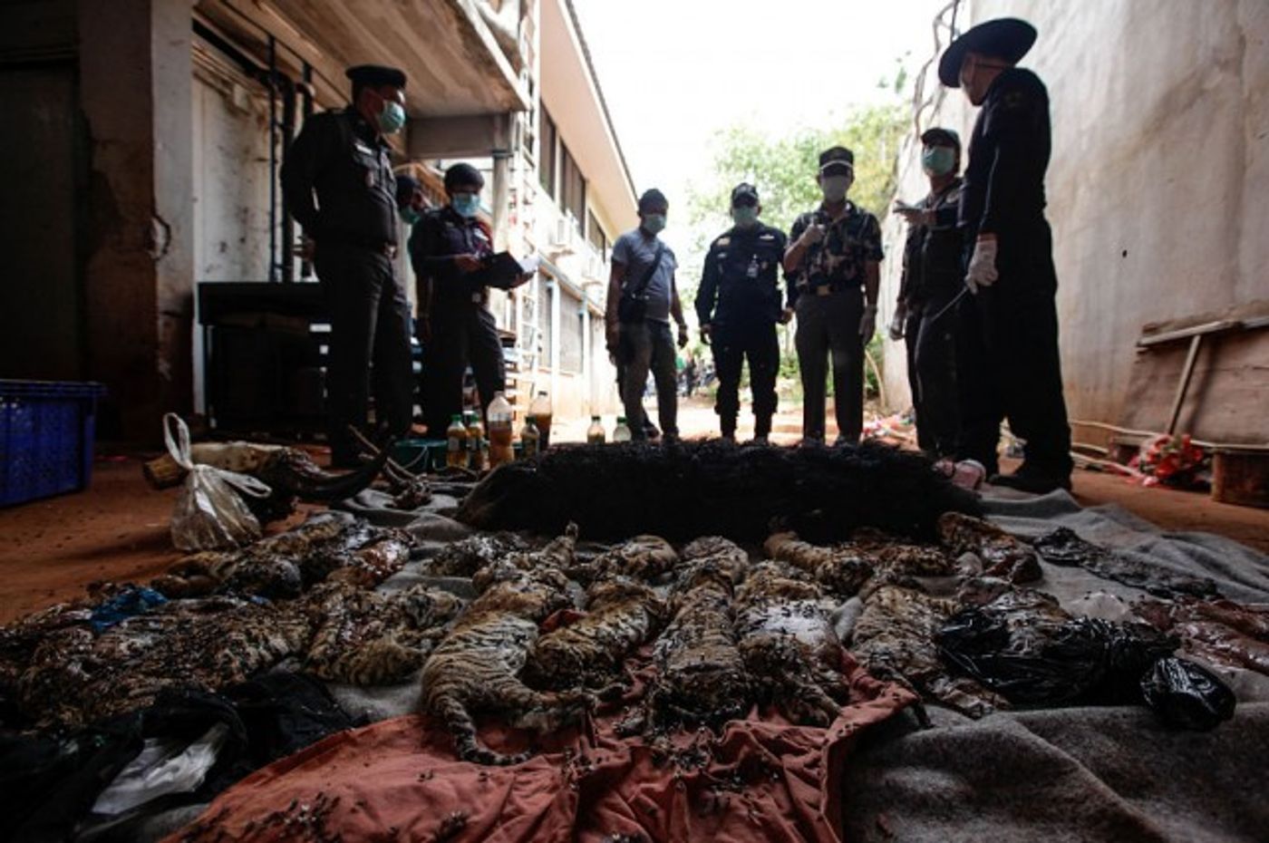 Following the findings of 137 live tigers, authorities also found 40 lifeless cubs in a freezer.