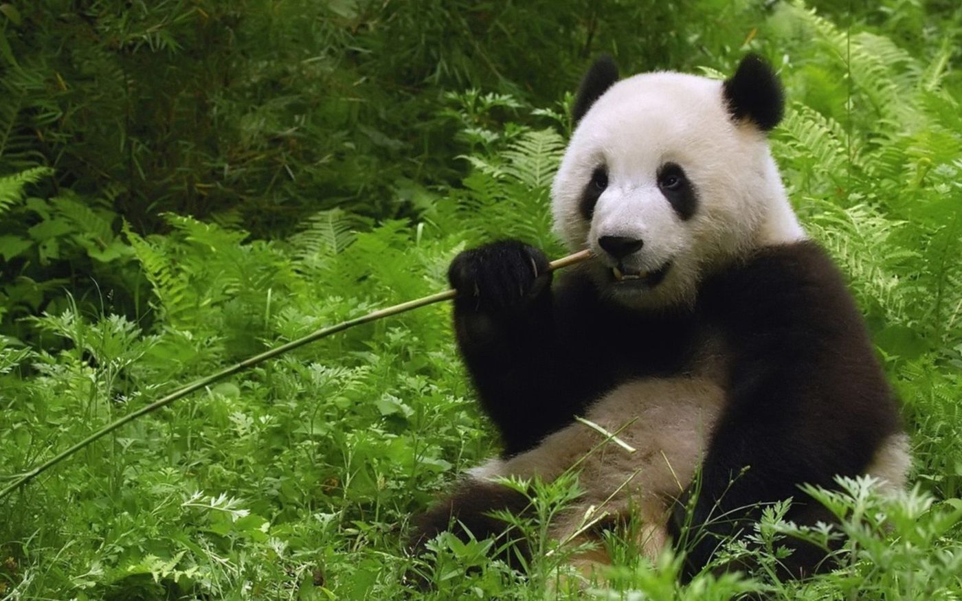 Giant pandas love bamboo, but is there really enough out there in the wild to support a possible reintroduction of the species to the wild?