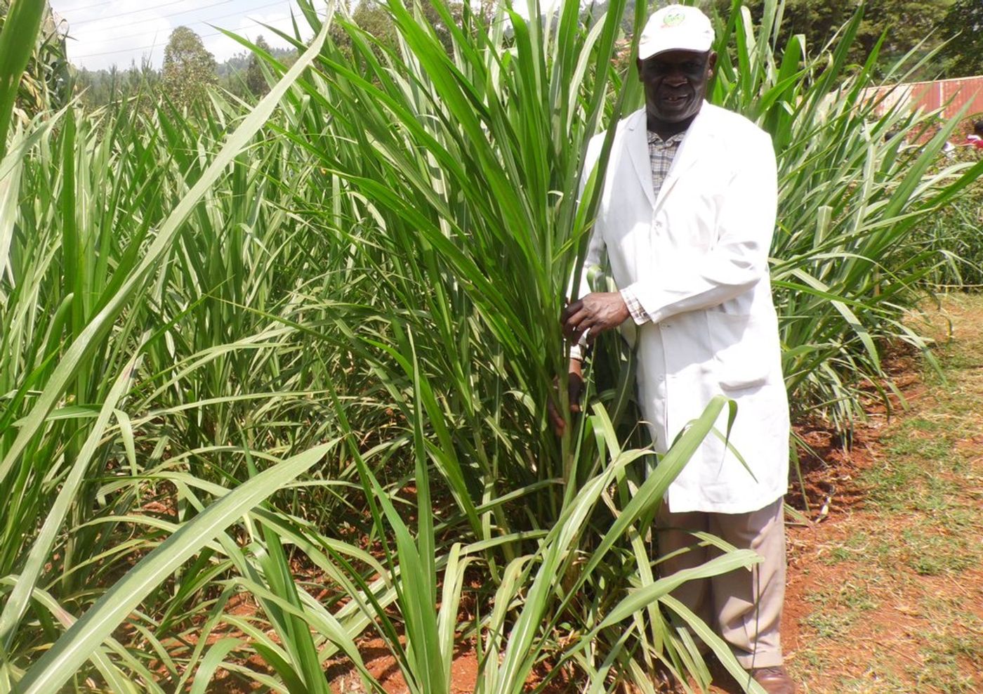 Small dairy farmers could replace cows' diet with Napier grass to reduce greenhouse gas emissions. Photo: farmbizafrica.com
