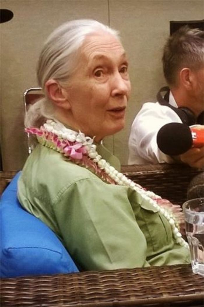 Jane Goodall during a World Conservation Congress press conference. Photo: Mongabay