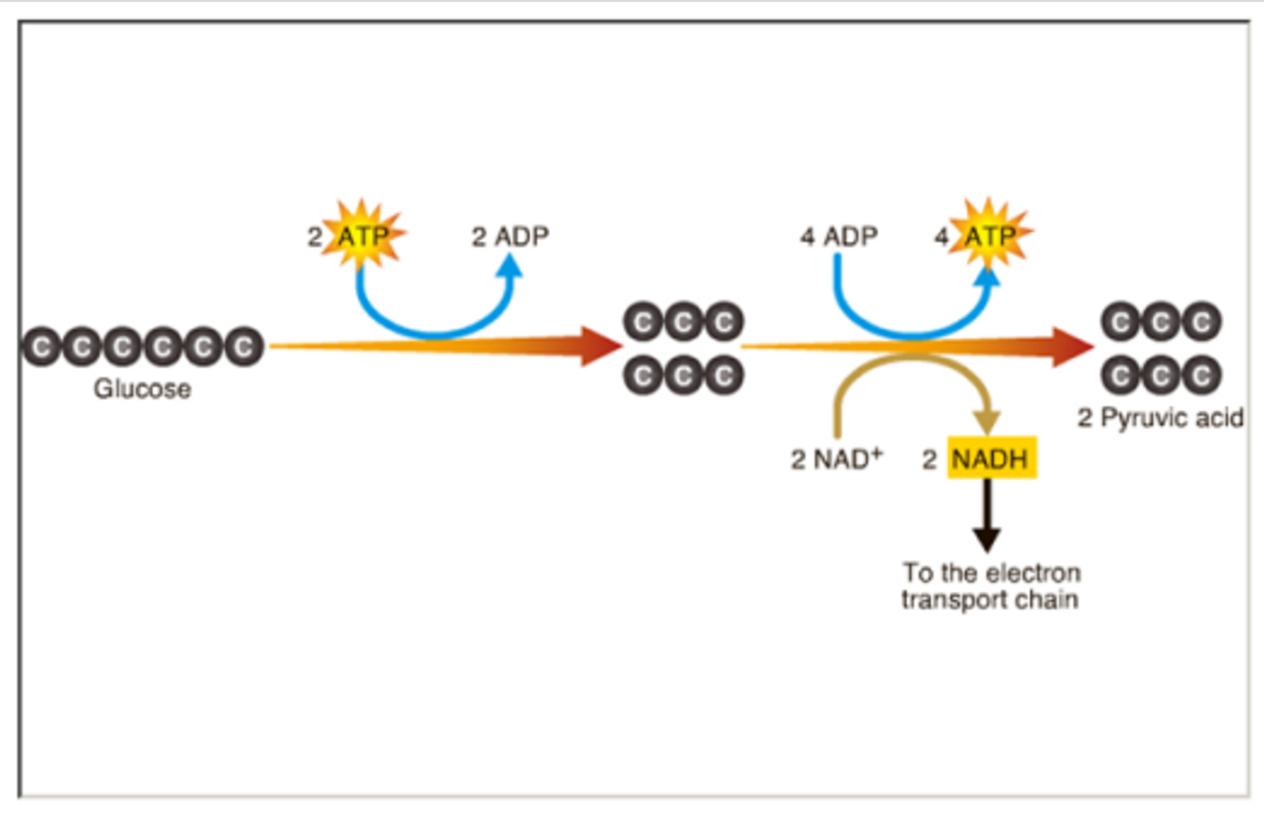 Glycolysis is a metabolic pathway that breaks down glucose and creates free energy.