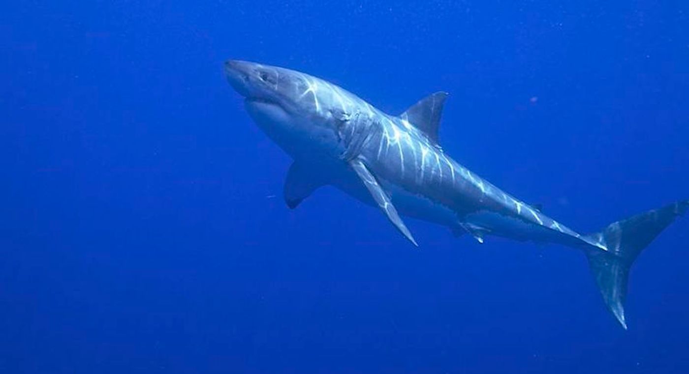Great White Shark / Credit: Elias Levy