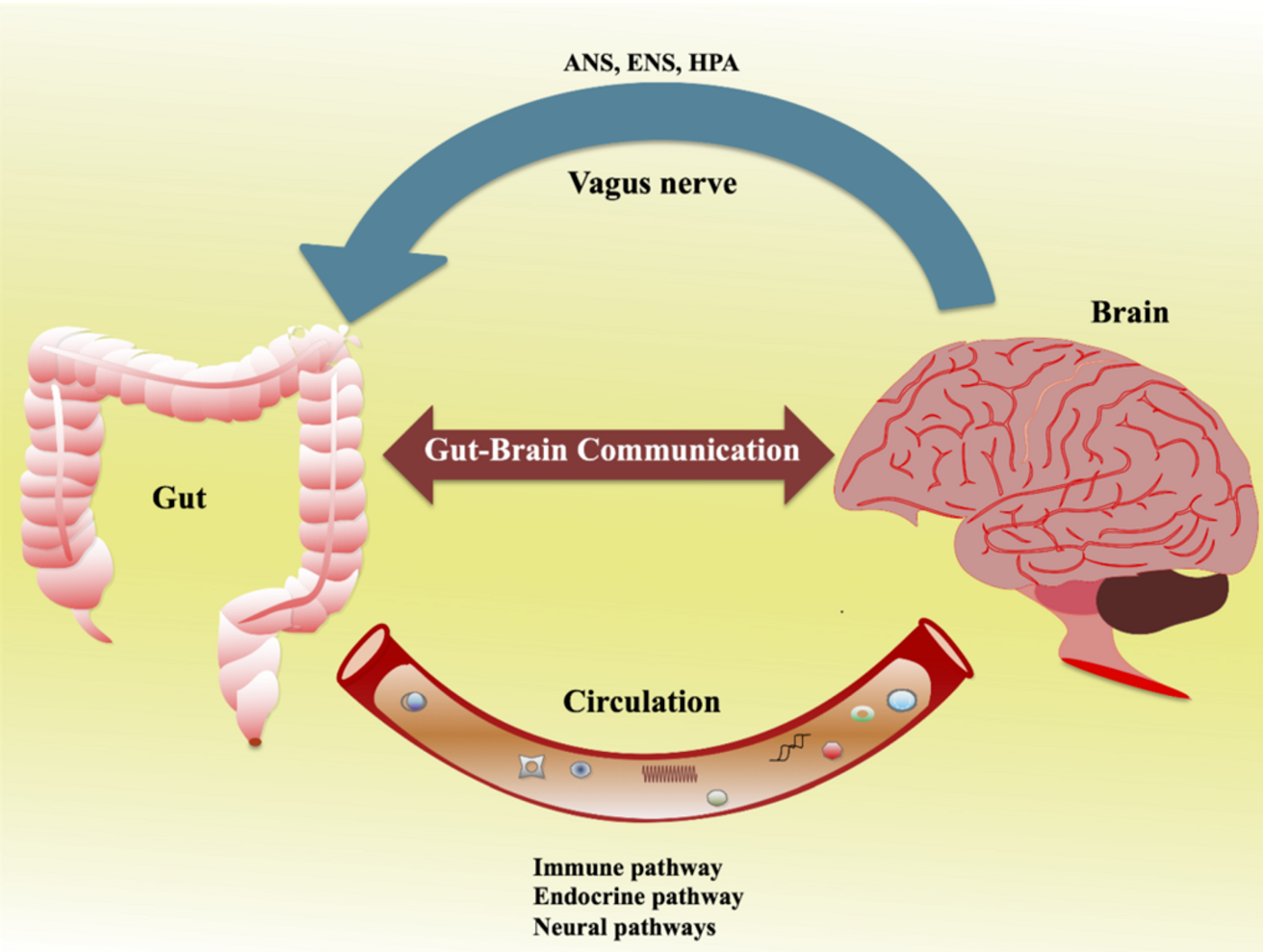 gut brain axis