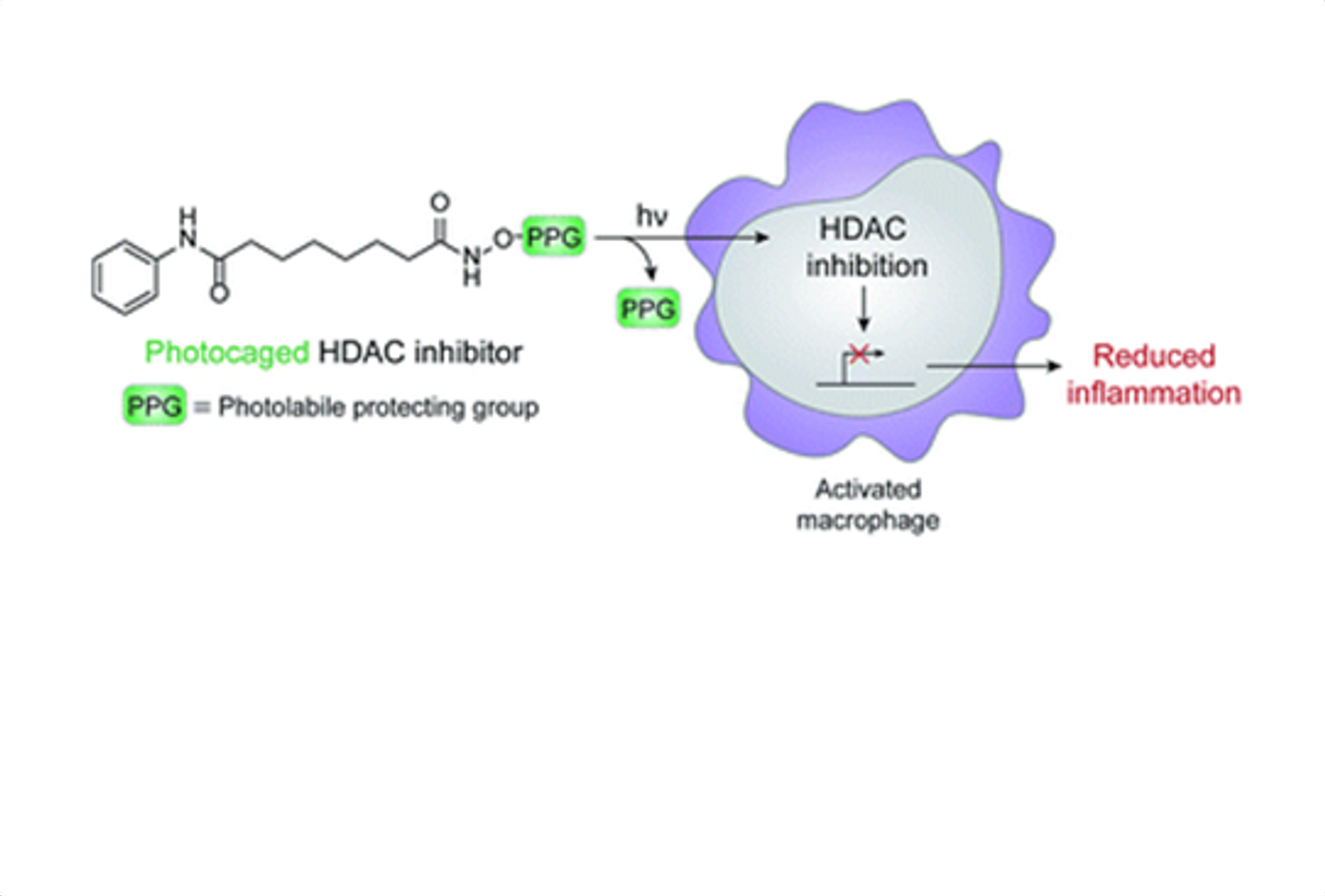 The HDAC inhibition reaction (Parasar and Chang, 2016)