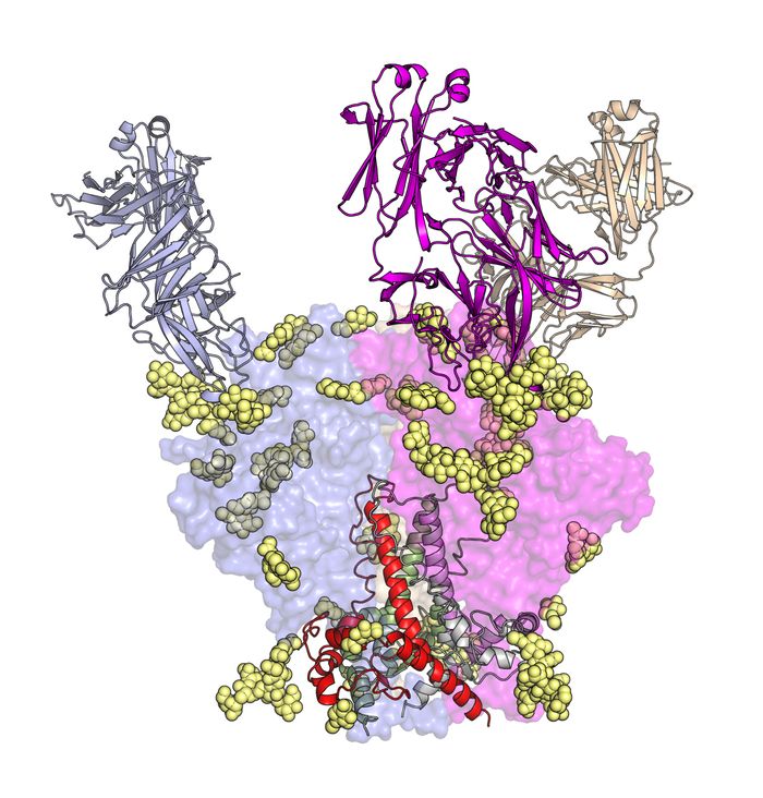 Scientists from The Scripps Research Institute showed how a family of HIV-fighting antibodies develops over time. Shown here is an early precursor antibody of the highly potent PGT121 family in complex with part of the virus.