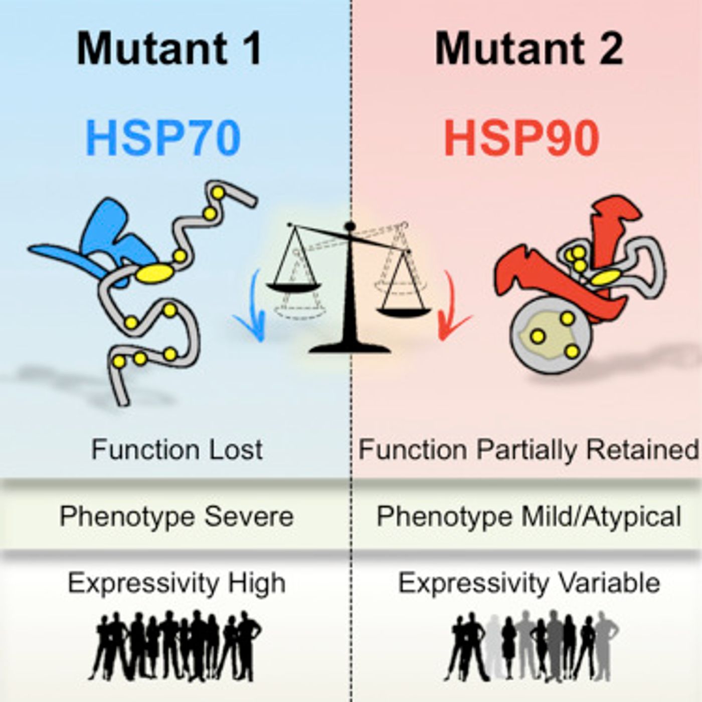 Depending on the mutation, different heat shock proteins respond; HSP90 may be helping buffer the harmful effects of mutations, resulting in clinical variability in patients / Credit: Cell Graphical Abstract Karras et al