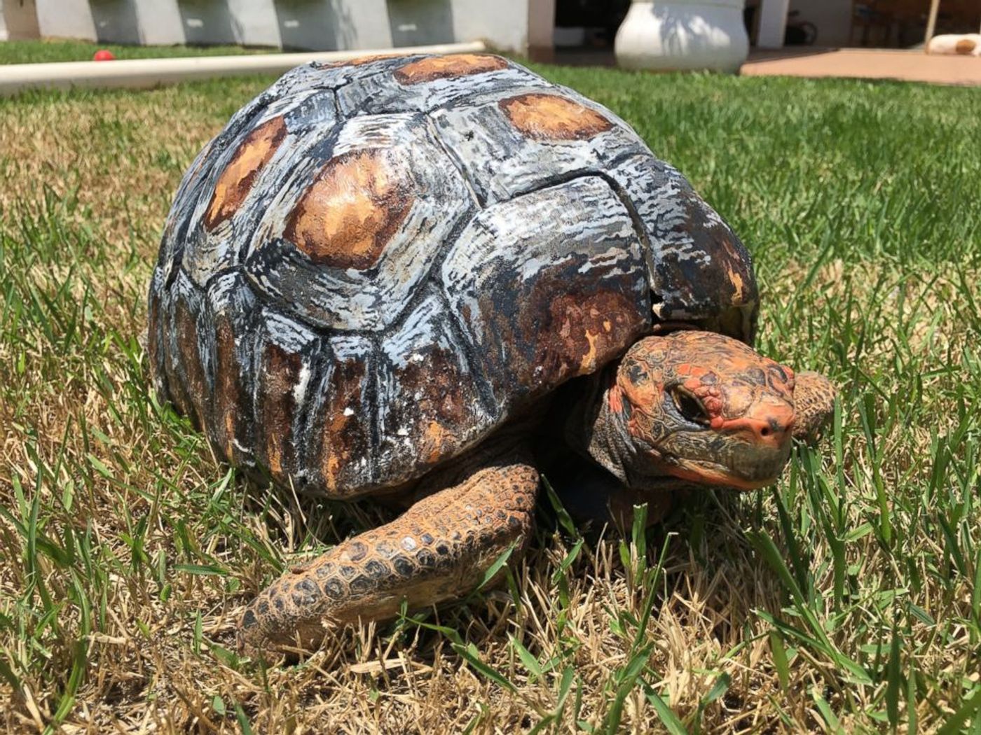 Fred the tortoise has received a new 3D-printed shell after being involved ina  forest fire that destroyed her original one.
