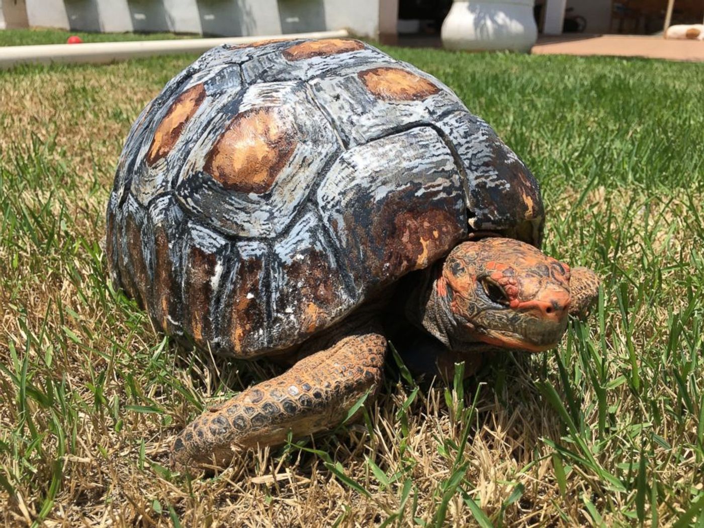 Injured Tortoise Gets a Brand New 3D-Printed Shell | Plants And Animals