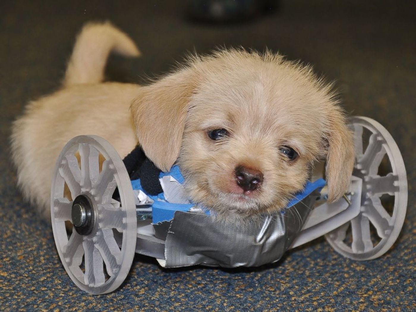 This puppy was born with only two rear legs and no front legs.