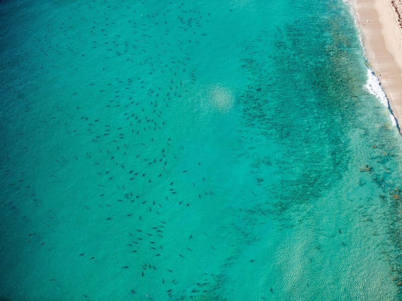 Black tipped sharks spotted off of Florida's coast.