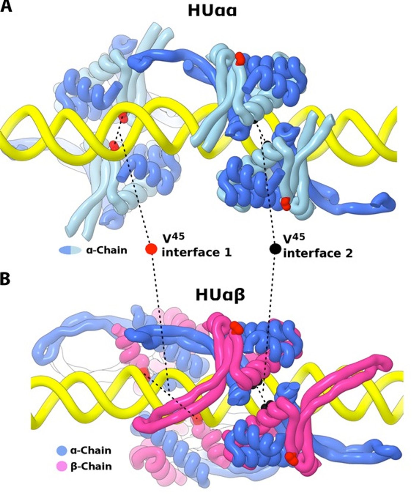 (A to B) Crystal structures of HU??-DNA, HU??-DNA for four asymmetric units across continuous DNA are colored as indicated. V45 inserts into the DNA minor groove as shown for interfaces 1 and 2. Credit: Science Advances Hammel at al