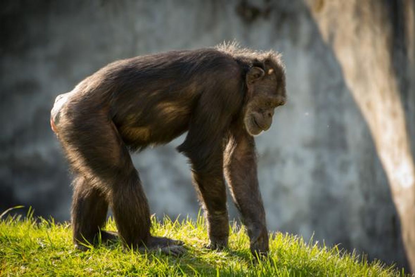 Unrelated: A chimpanzee named Chloe from Oregon Zoo.