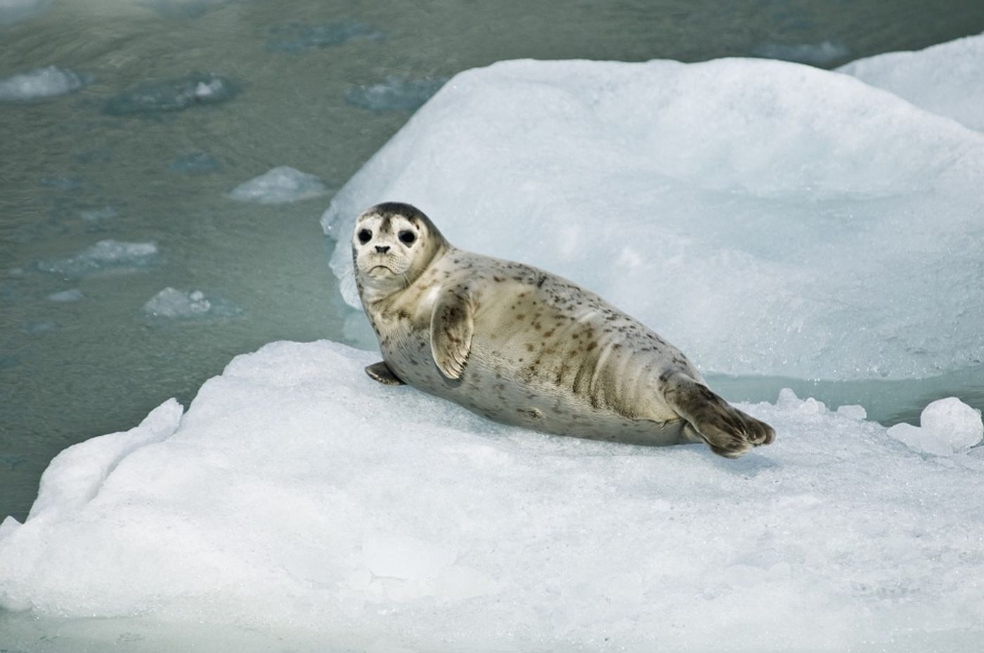 Harbor seal / Credit: Max Pixel