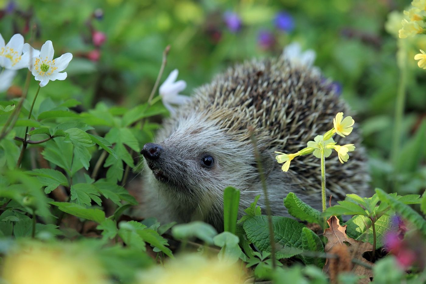 Humans could be making it harder for hedgehogs to find food and shelter in the wild.