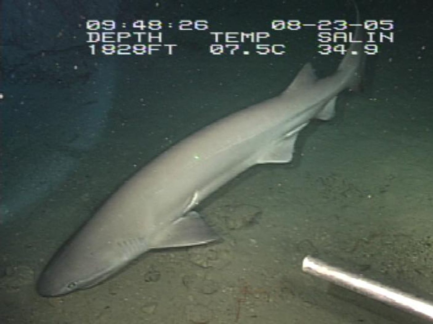 A sixgill shark pictured in the Gulf of Mexico.