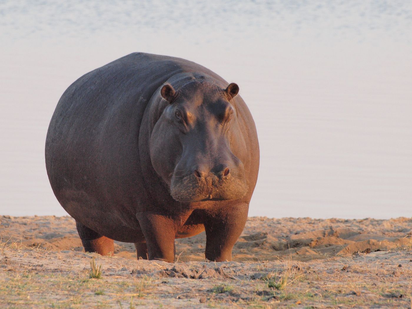 A hippo stands on a dry patch of land just at dawn.