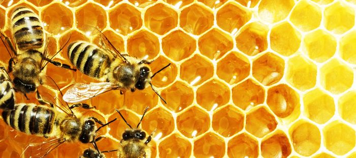 Honeybees work harder just before it's going to rain, according to a new study.