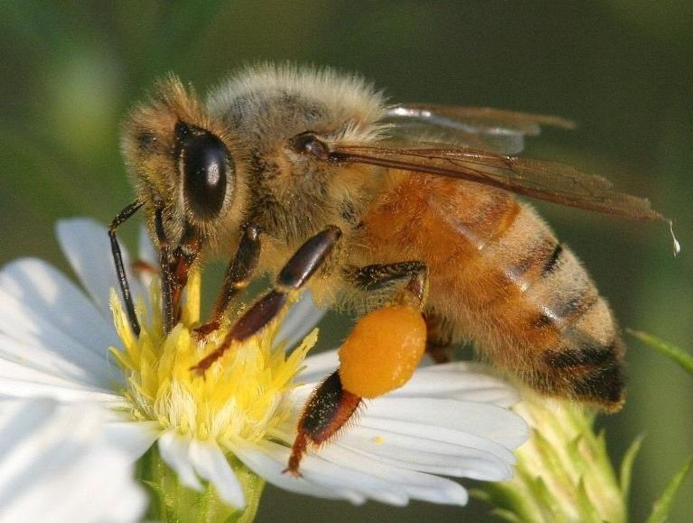 Honey bees pollinate many crops.