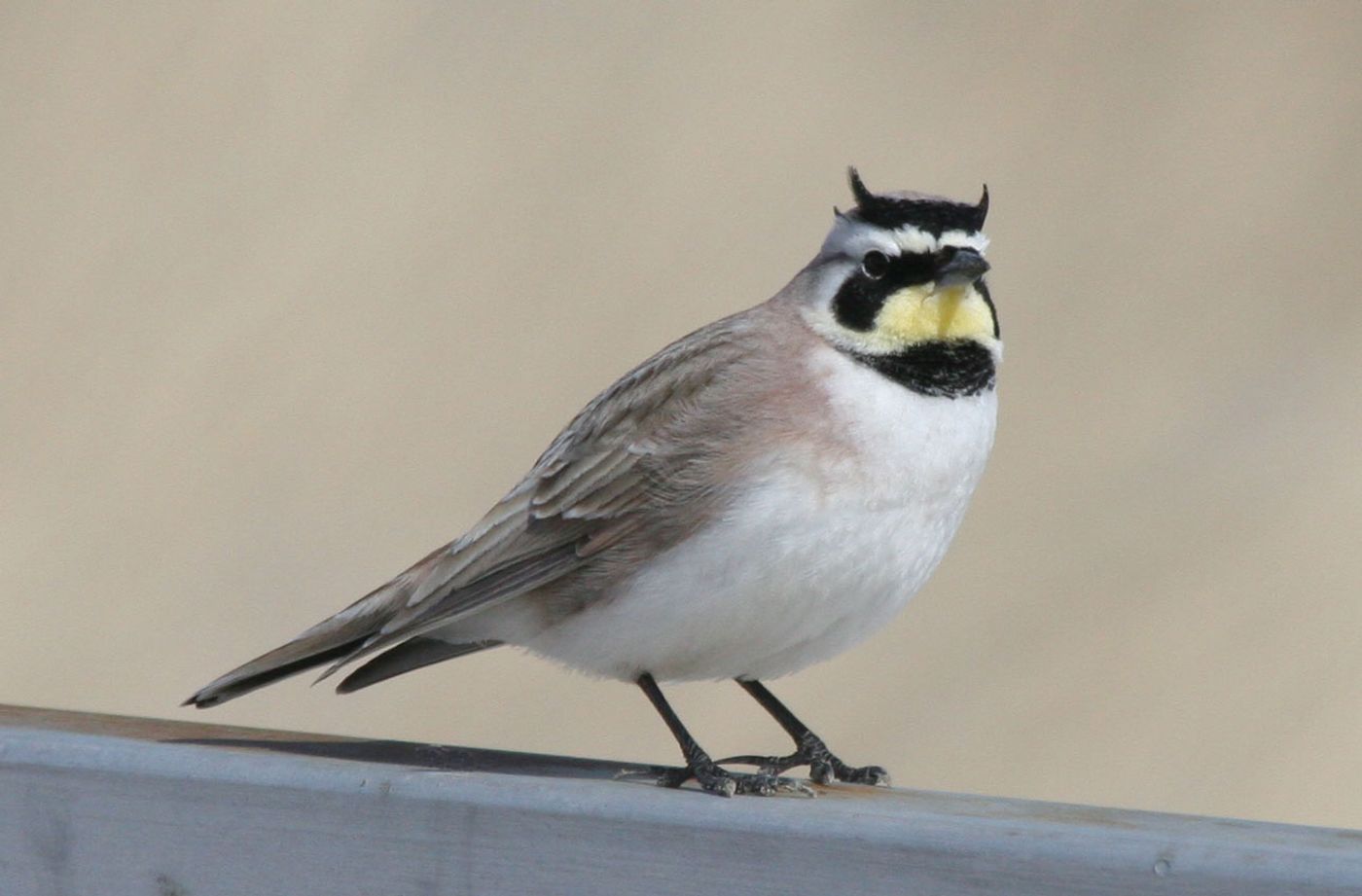 The Horned Lark's light-colored feathers makes spotting soot easy. Photo: Natural History of Orange County, California