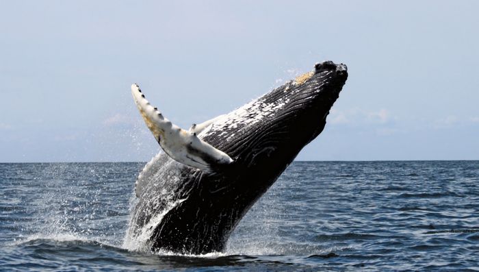 Humpback whales in at least 9 of 14 major regions around the world are no longer considered endangered.