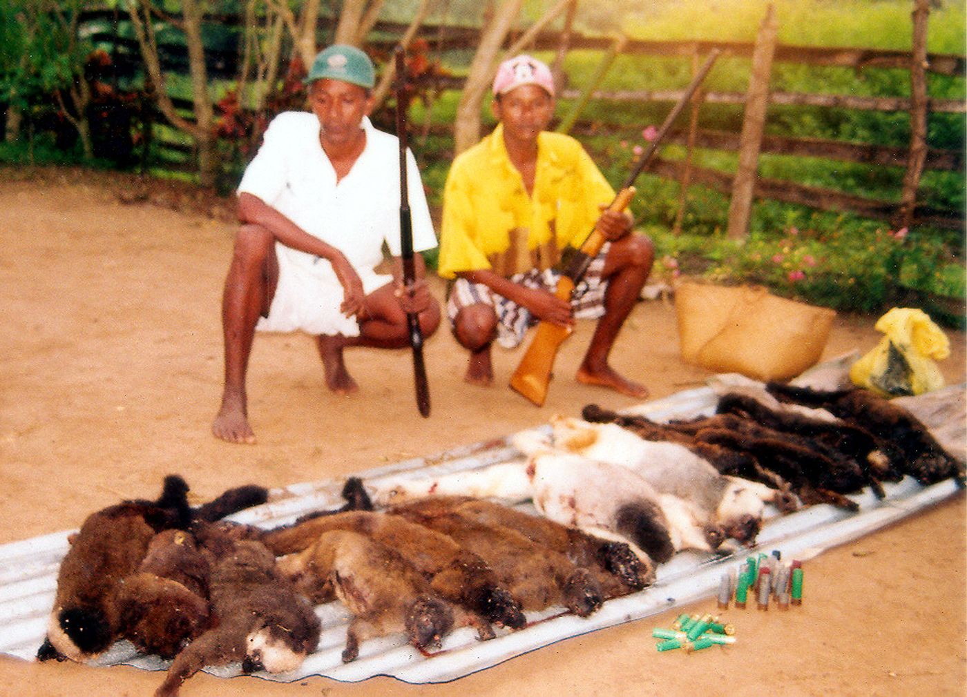 Bushmeat hunting is unsustainable.