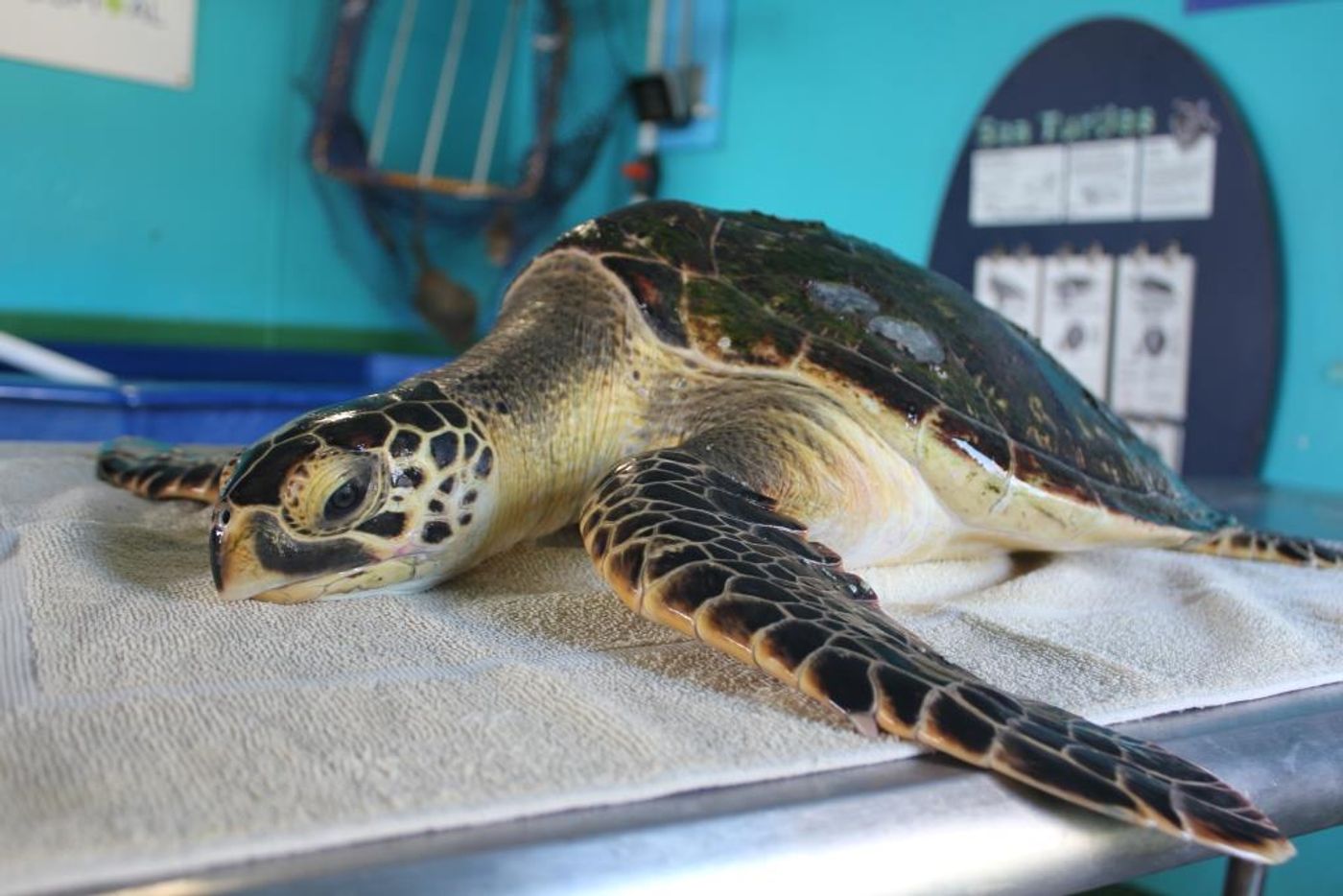This photo shows the potentially hybrid turtle that was rescued at sea.