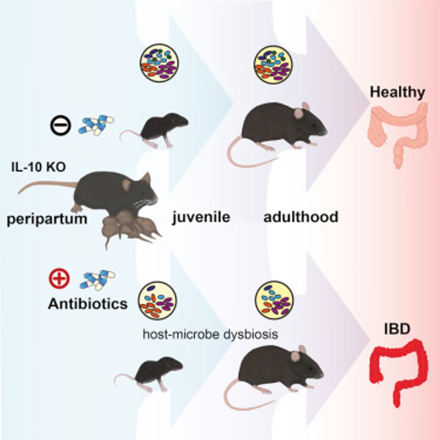 Peripartum antibiotics promote offspring gut dysbiosis, immune dysfunction, and IBD. Antibiotics given after the developmental period do not increase IBD / Credit: Graphical abstract Miyoshi et al Cell Reports 2017