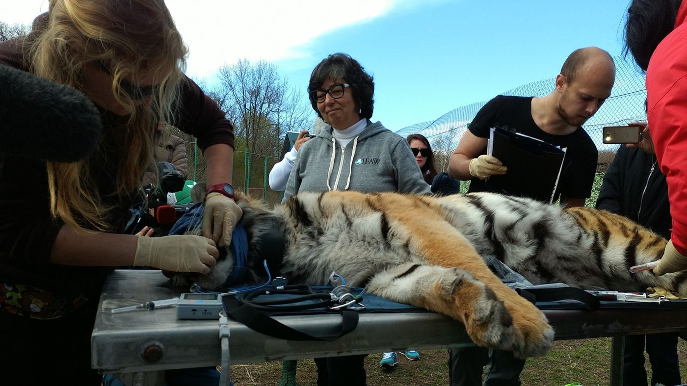 Filippa is a rare Amur tiger that was recently released into the wild in Russia.