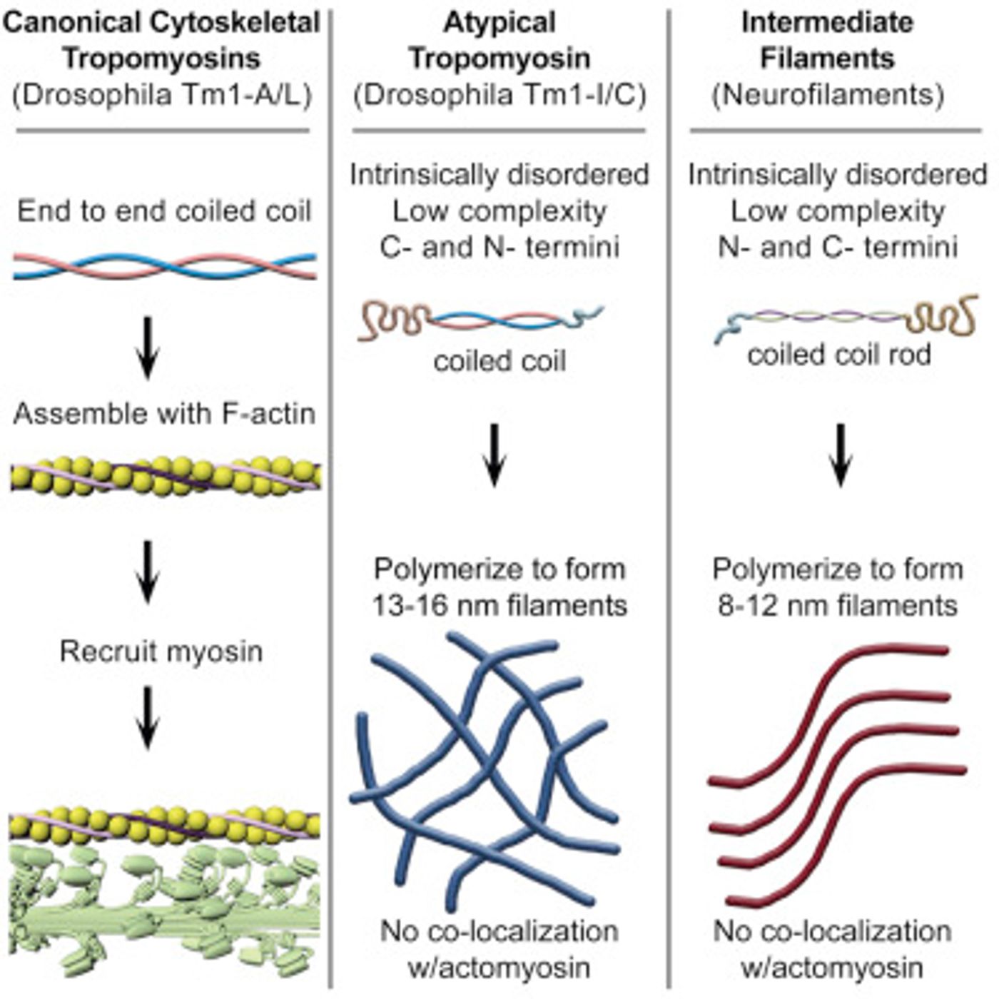 A graphical comparison of insect tropomyosins and neurofilaments