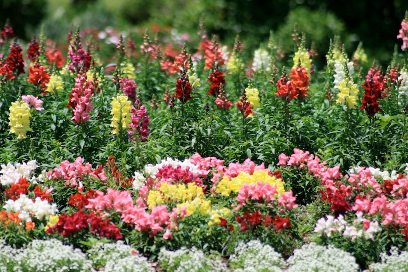 Flowers - Brisbane, Australia / Credit: Carmen Leitch