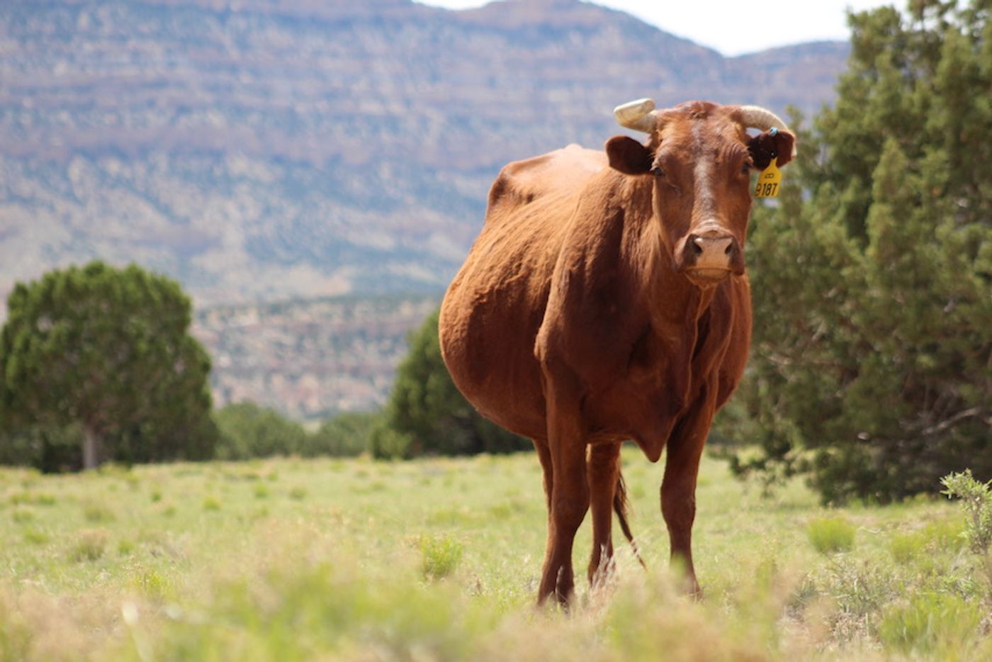 A cow grazes near Tropic, Utah / Credit: Carmen Leitch