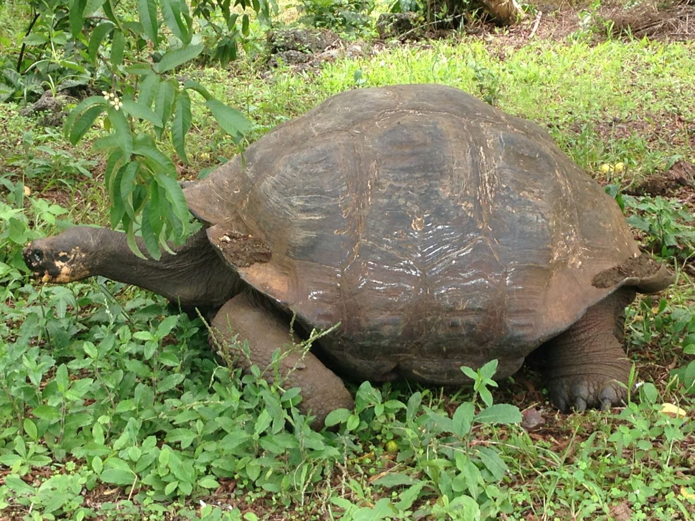Giant tortoises like this one are breed in hatcheries on several of the islands in order to boost populations. Photo: Author